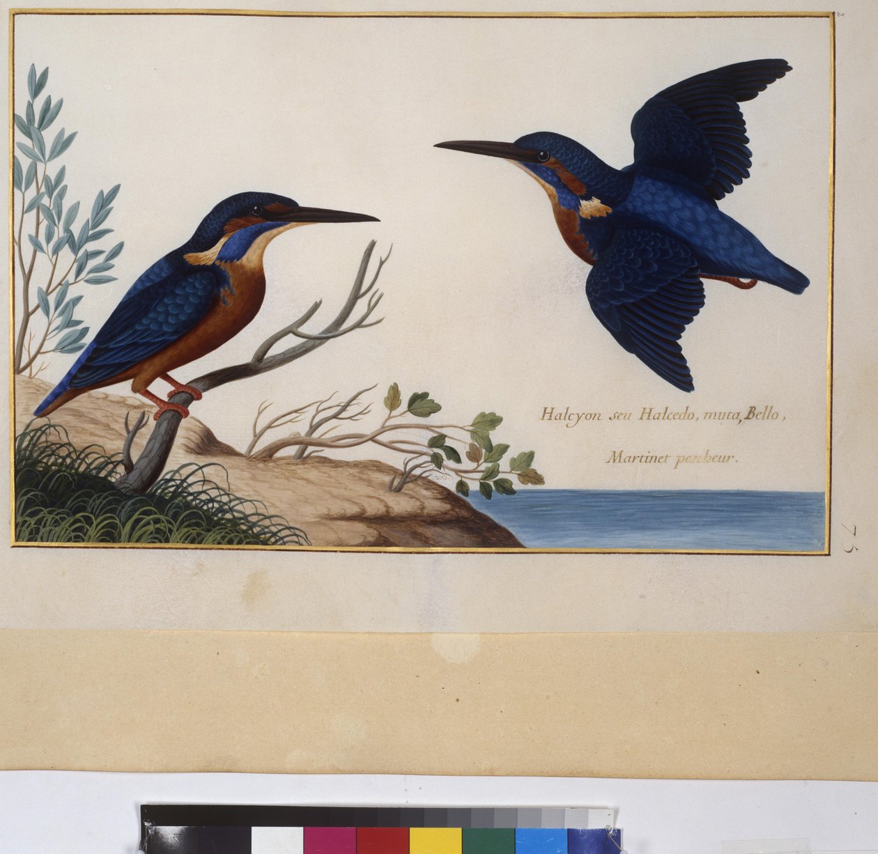 Full page: animal study, c.1650-75 by Erich Lessing