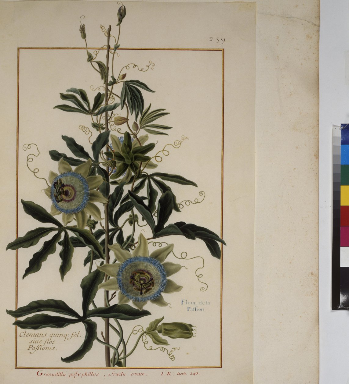 Full page: plant study, c.1650-75 by Erich Lessing