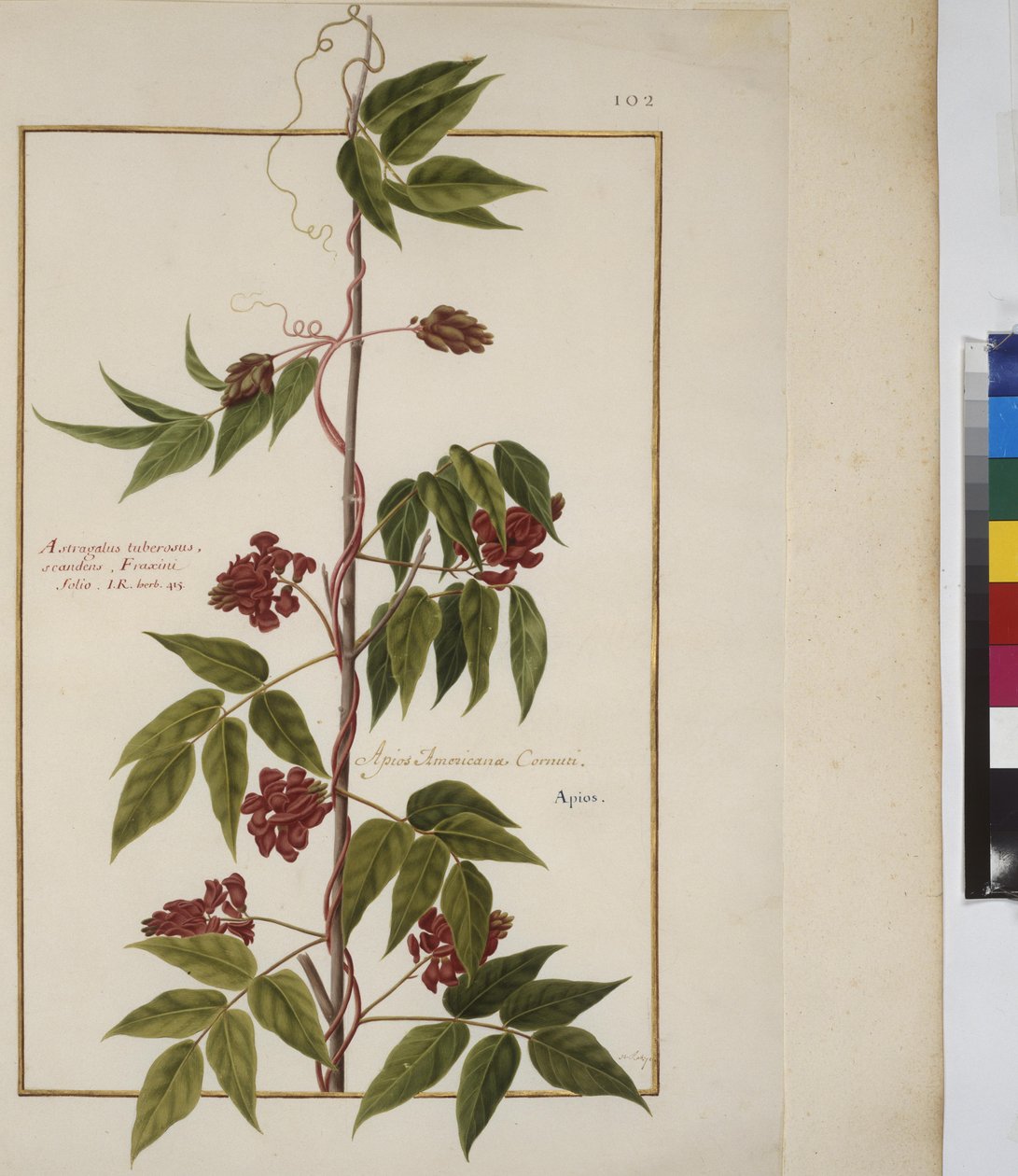 Full page: plant study, c.1650-75 by Erich Lessing