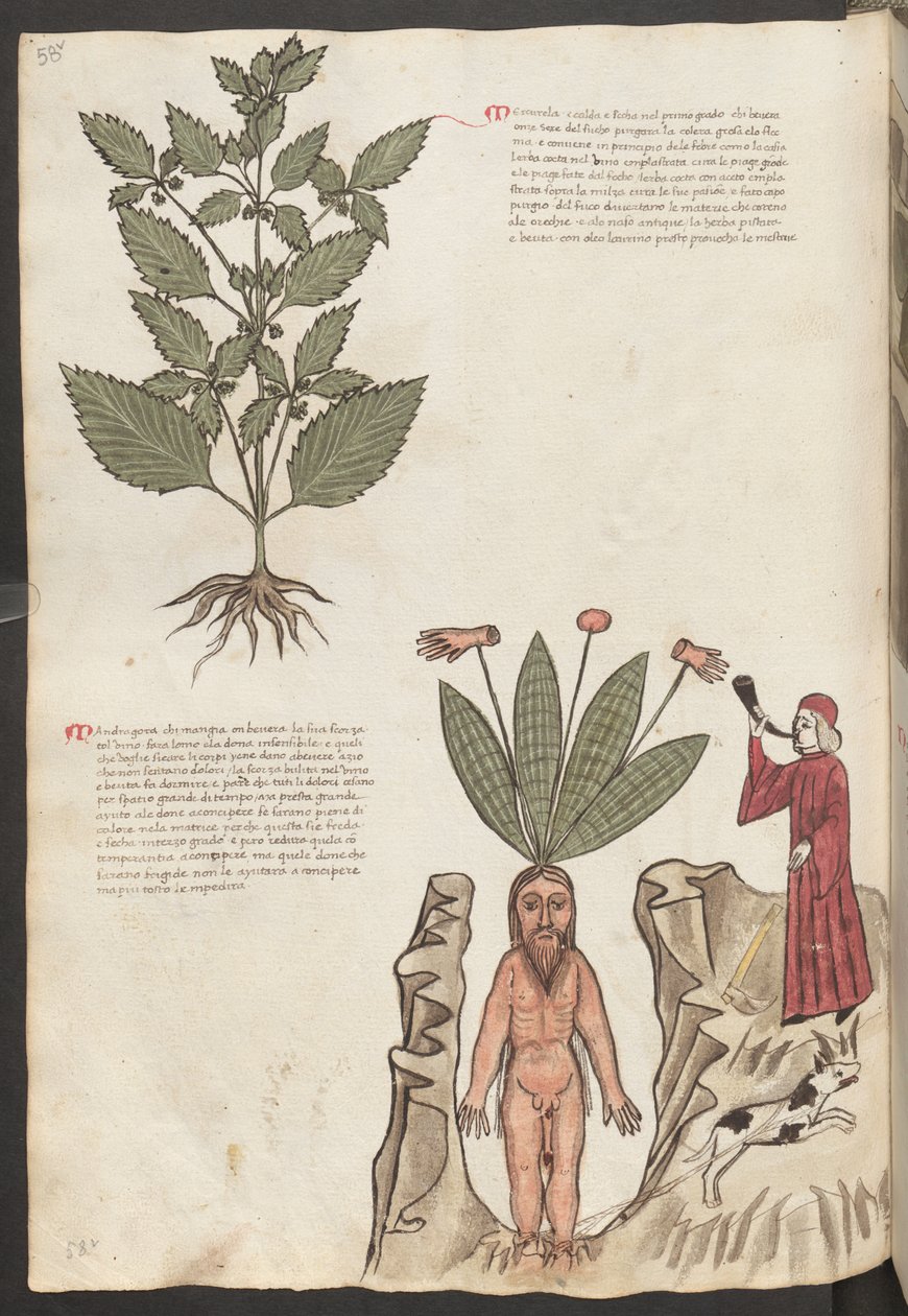 Full Page: Text and Miniatures: "Mercurela" by Erich Lessing