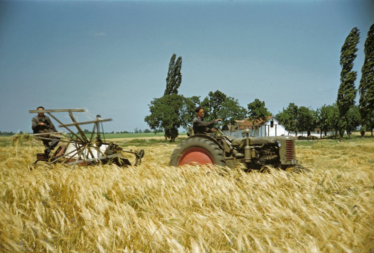Harvesting in a Hungarian Cooperative, Puszta, Hungarian Plain, Hungary by Erich Lessing