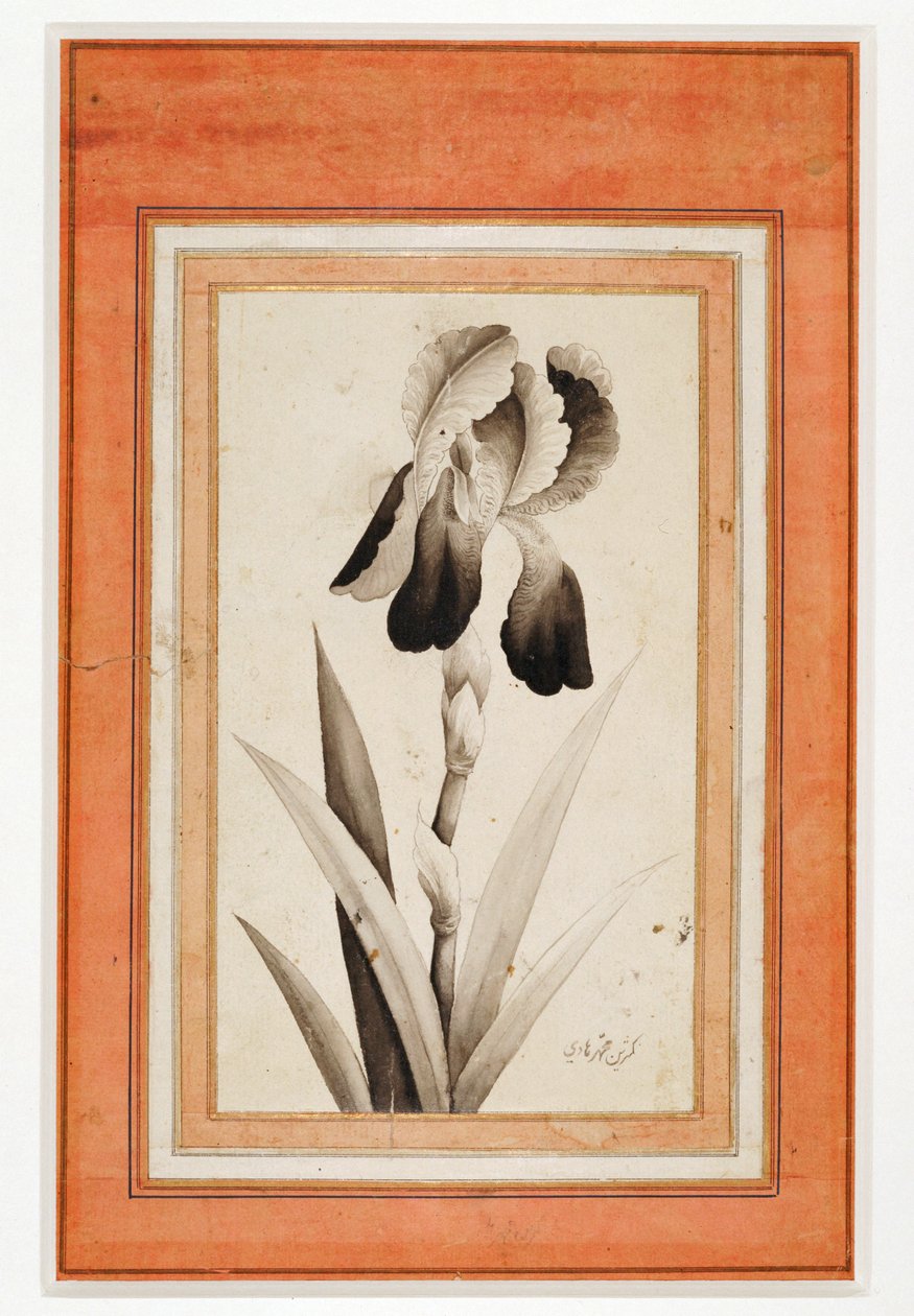 Iris, End of the 18th century by Erich Lessing