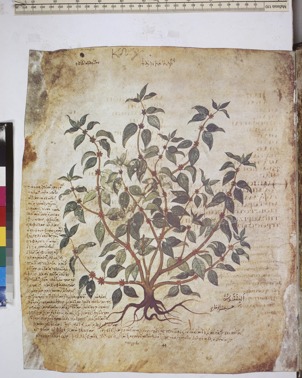 Dioscorides Herbarium: Plant Study and Text by Erich Lessing