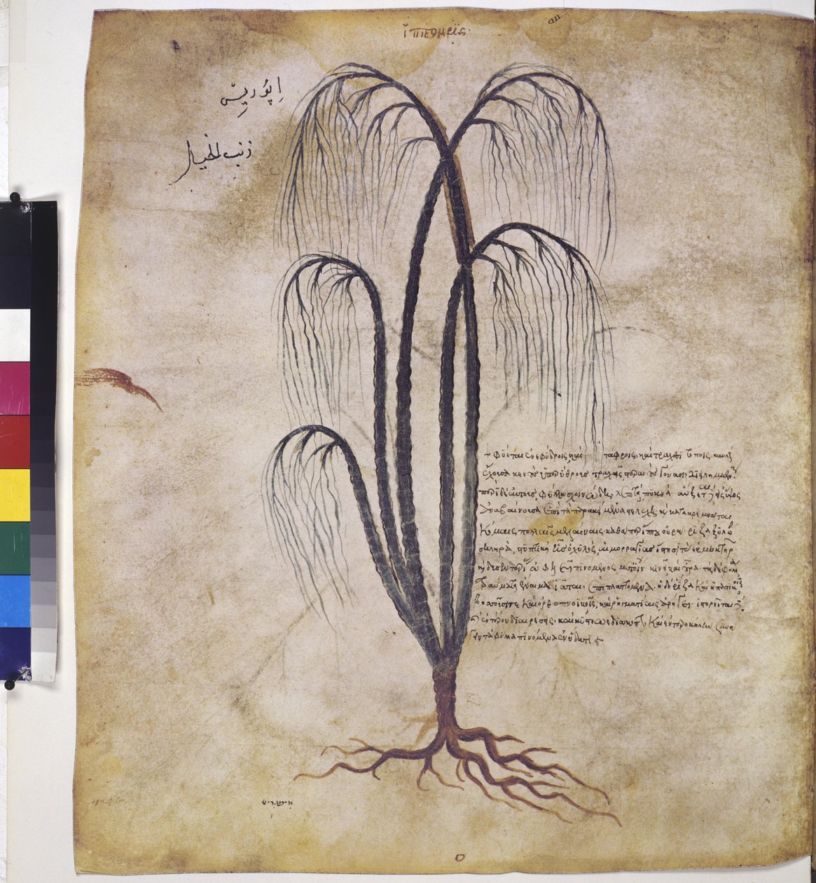 Dioscorides Herbarium: Plant Study with Inscription by Erich Lessing