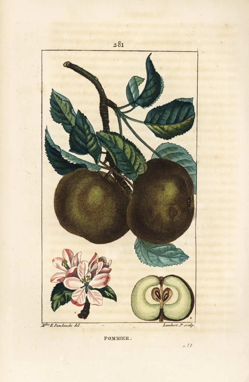 Apple Tree - Apple, Malus domestica, with Branch, Leaf, Fruit, Blossom and Ripe Fruit in Section Showing Seeds. Handcoloured Stipple Copperplate Engraving by Lambert Junior from a Drawing by Ernestine Panckoucke from Chaumeton, Poiret and Chamberet