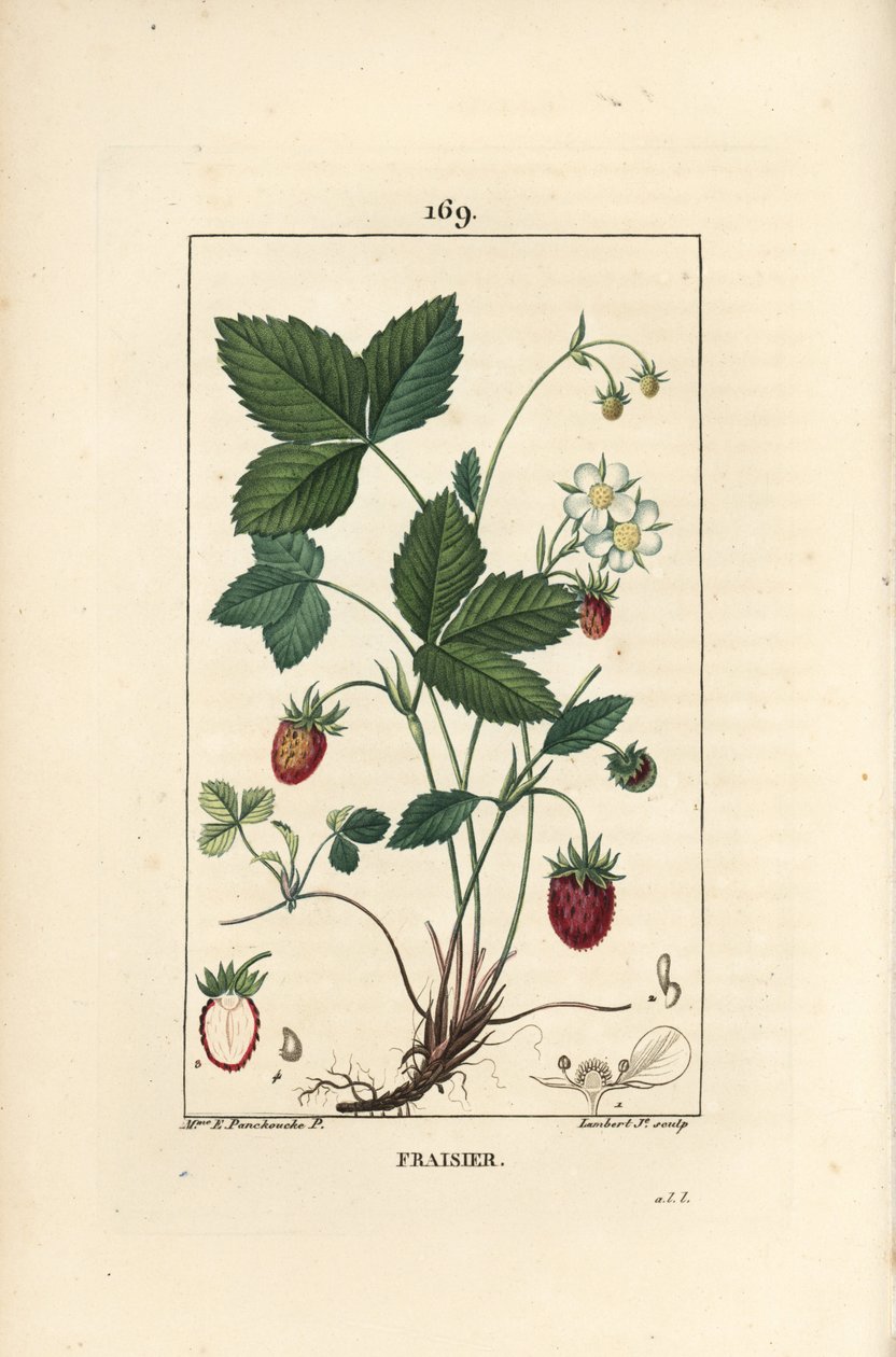 Strawberry Cultivated by Ernestine Panckoucke