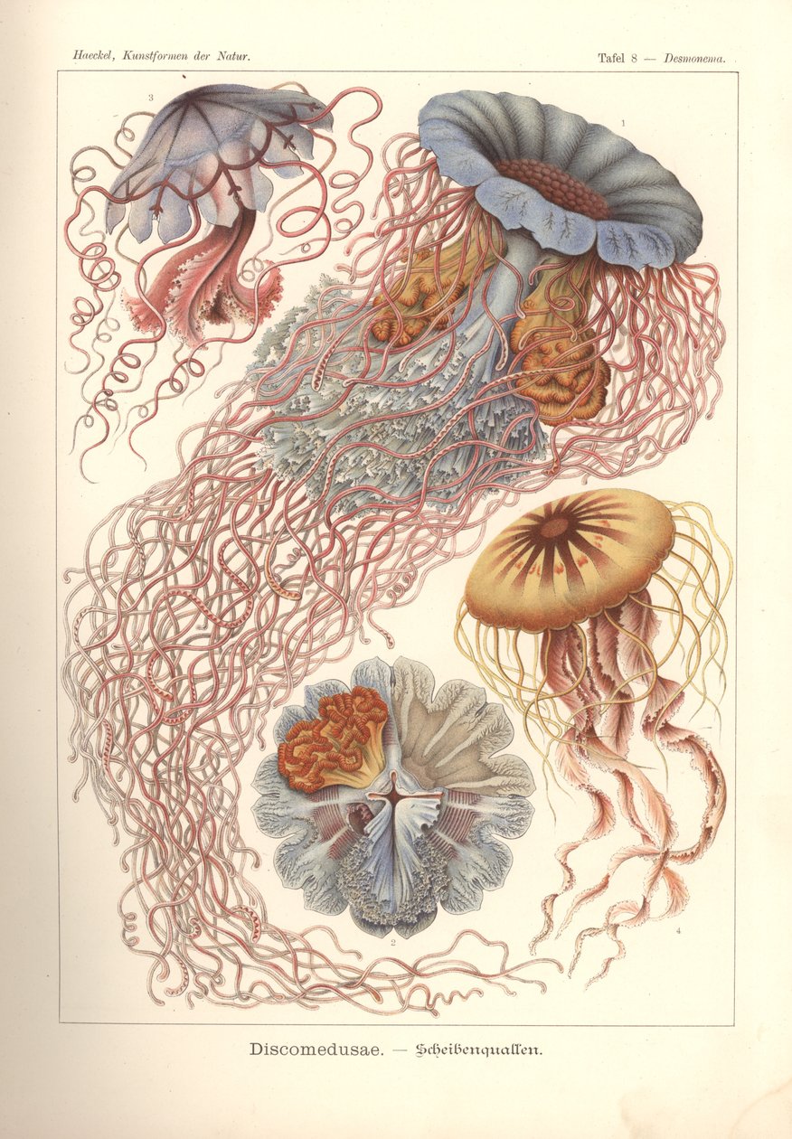 Discomedusae - Scheibenquallen, Pl. 8 from 