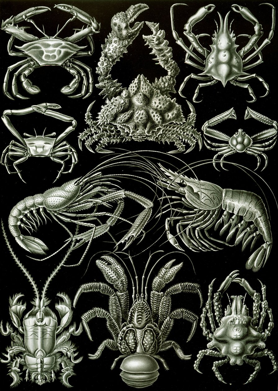 Examples of Decapoda 