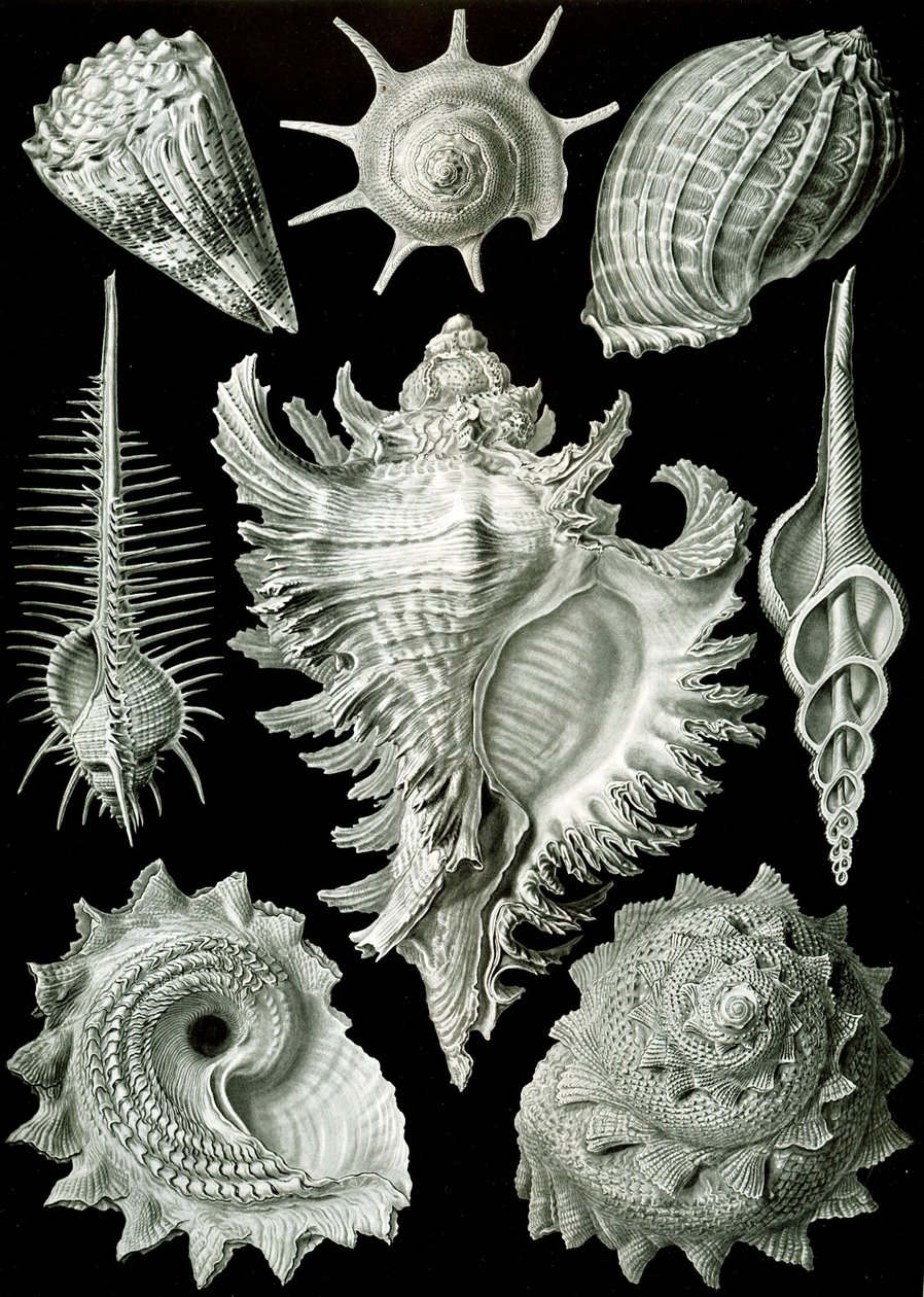 Examples of Prosranchia - shells from a variety of prosobranch gastropods, from 