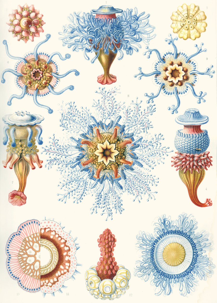 Examples of Siphonophorae from 