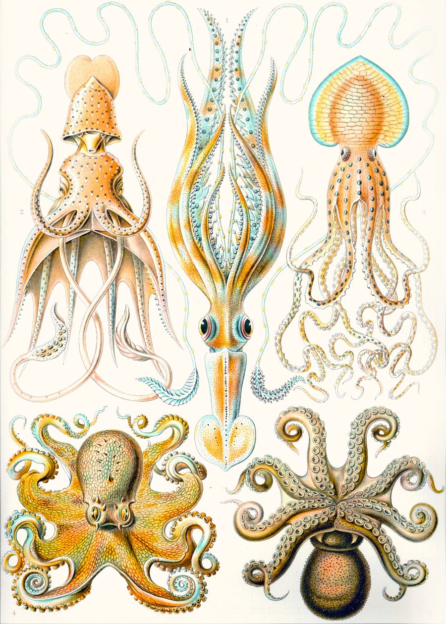 Examples of Various Cephalopods 