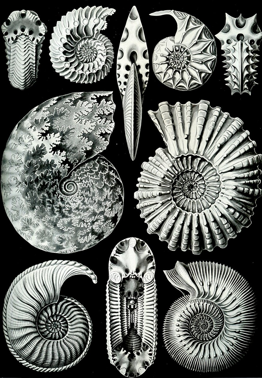 Illustration of Ammonitida from 