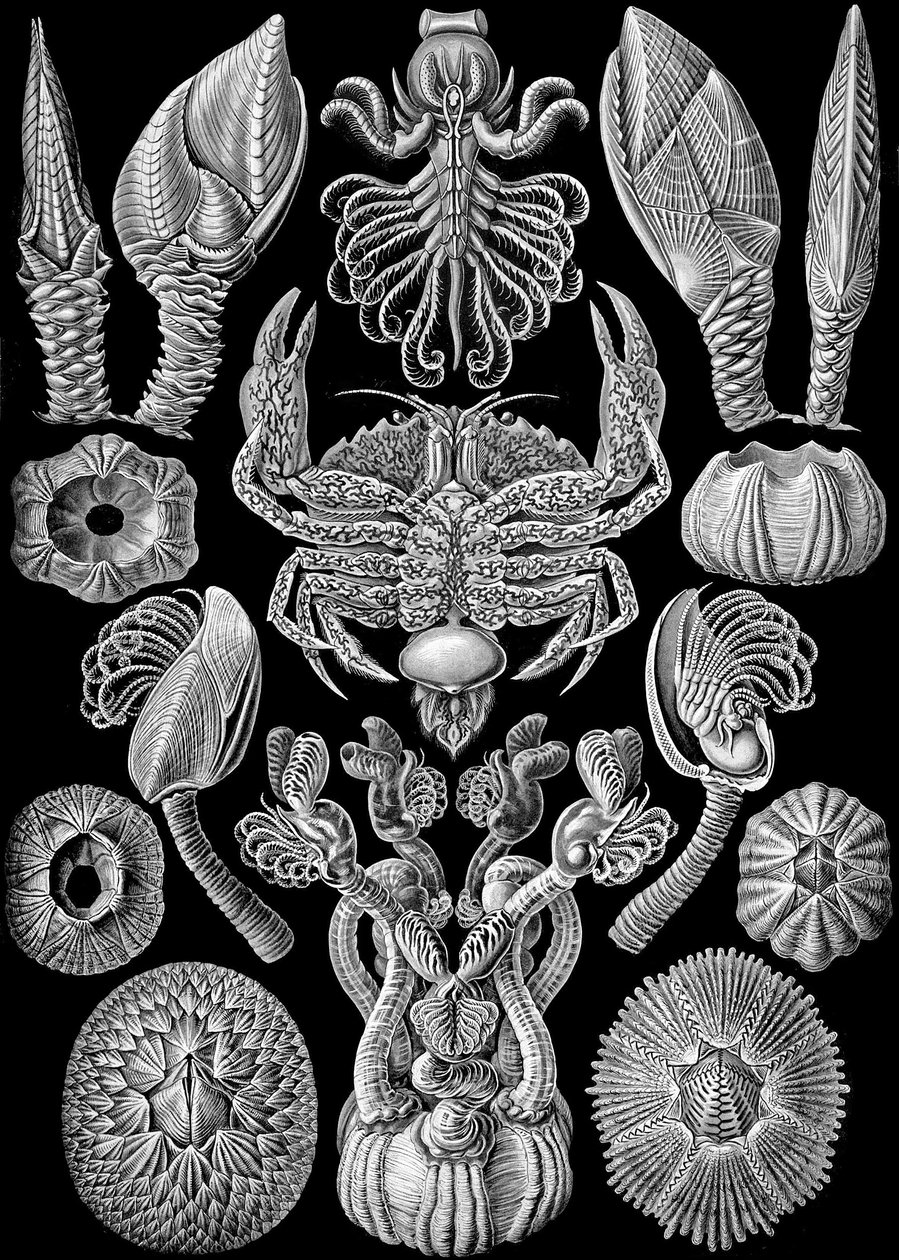 Illustration of Cirripedia from "Kunstformen der Natur" 1904 by Ernst (after) Haeckel
