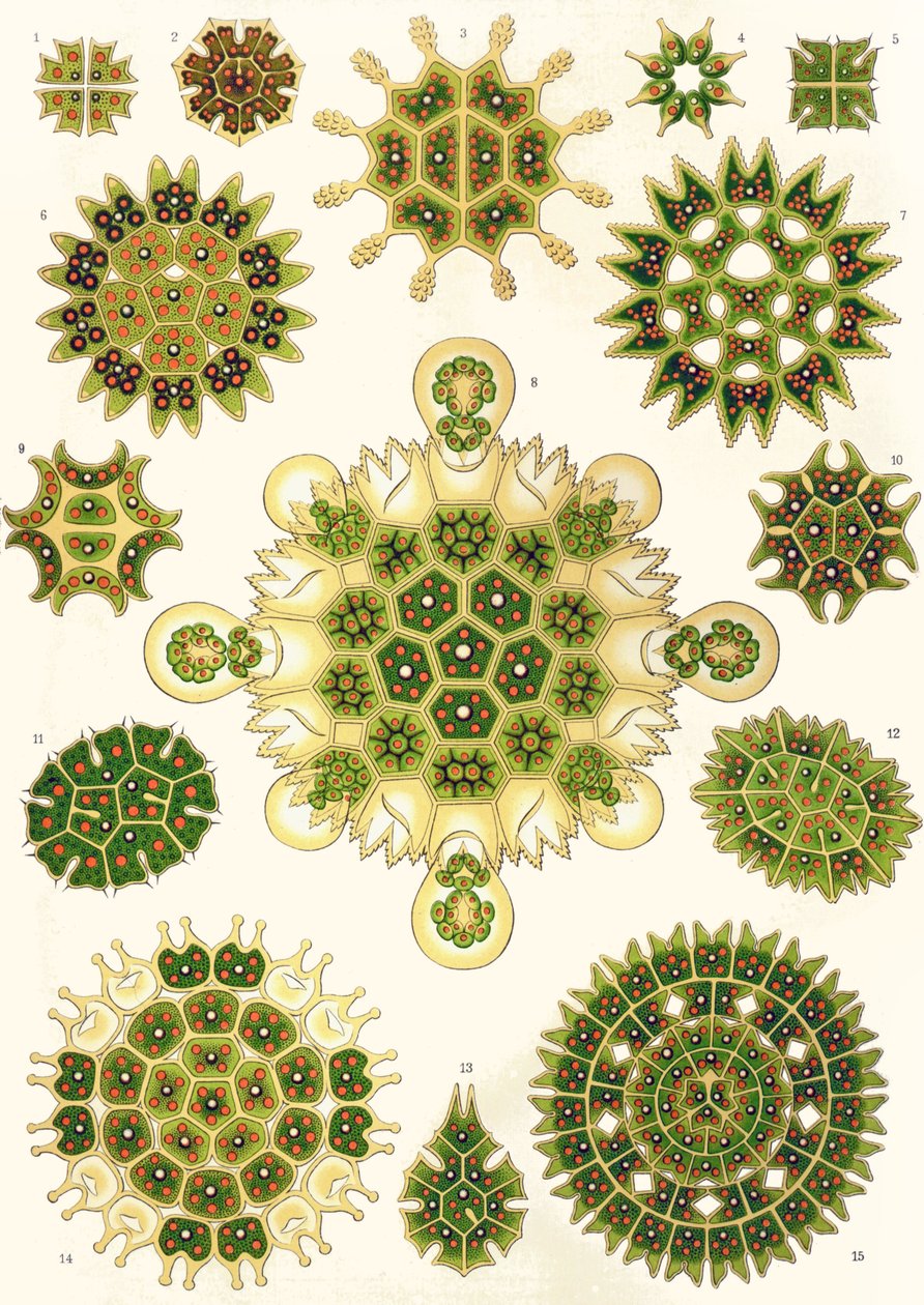 Varieties of Pediastrum from 