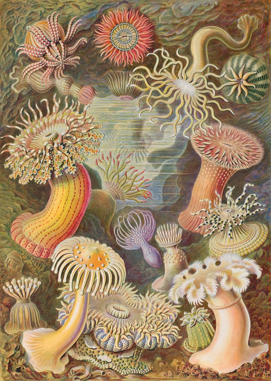 Haeckel Actiniae by Ernst Haeckel