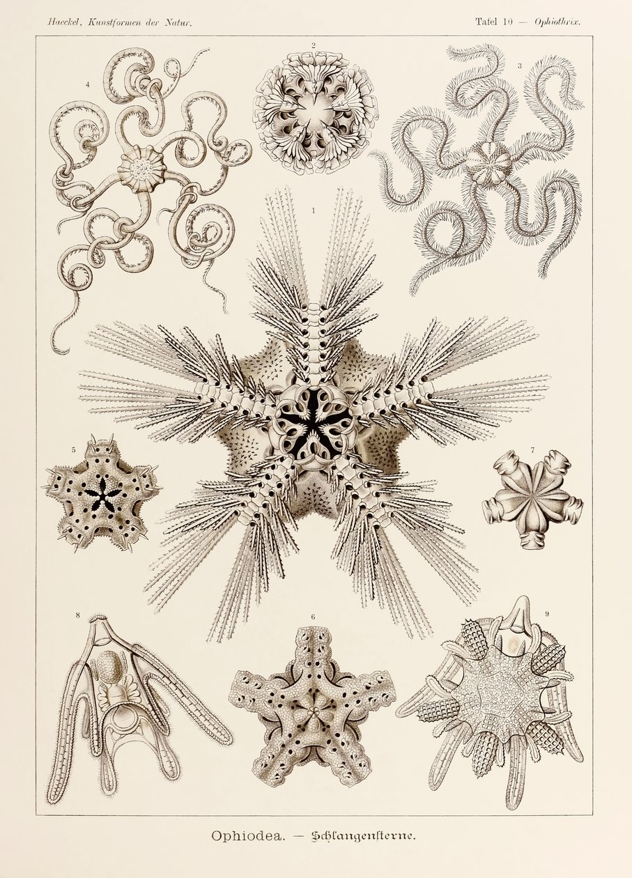 Plate 10 Ophiothrix Ophiodea from 