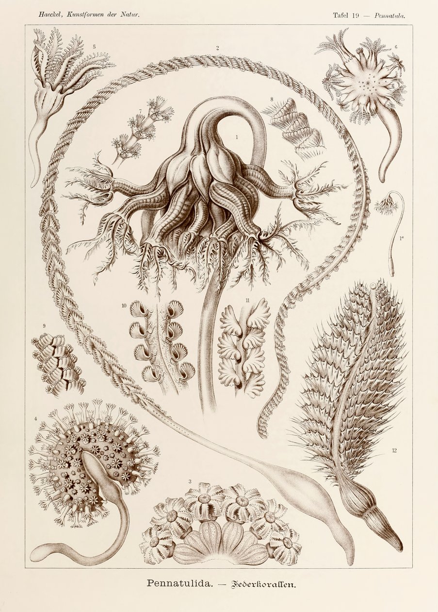 Plate 19 Pennatula Pennatulida from 