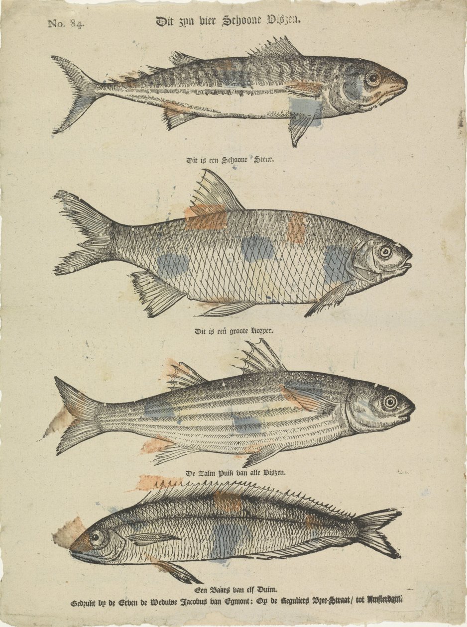 These Are Four Beautiful Fish by Erven de Weduwe Jacobus van Egmont