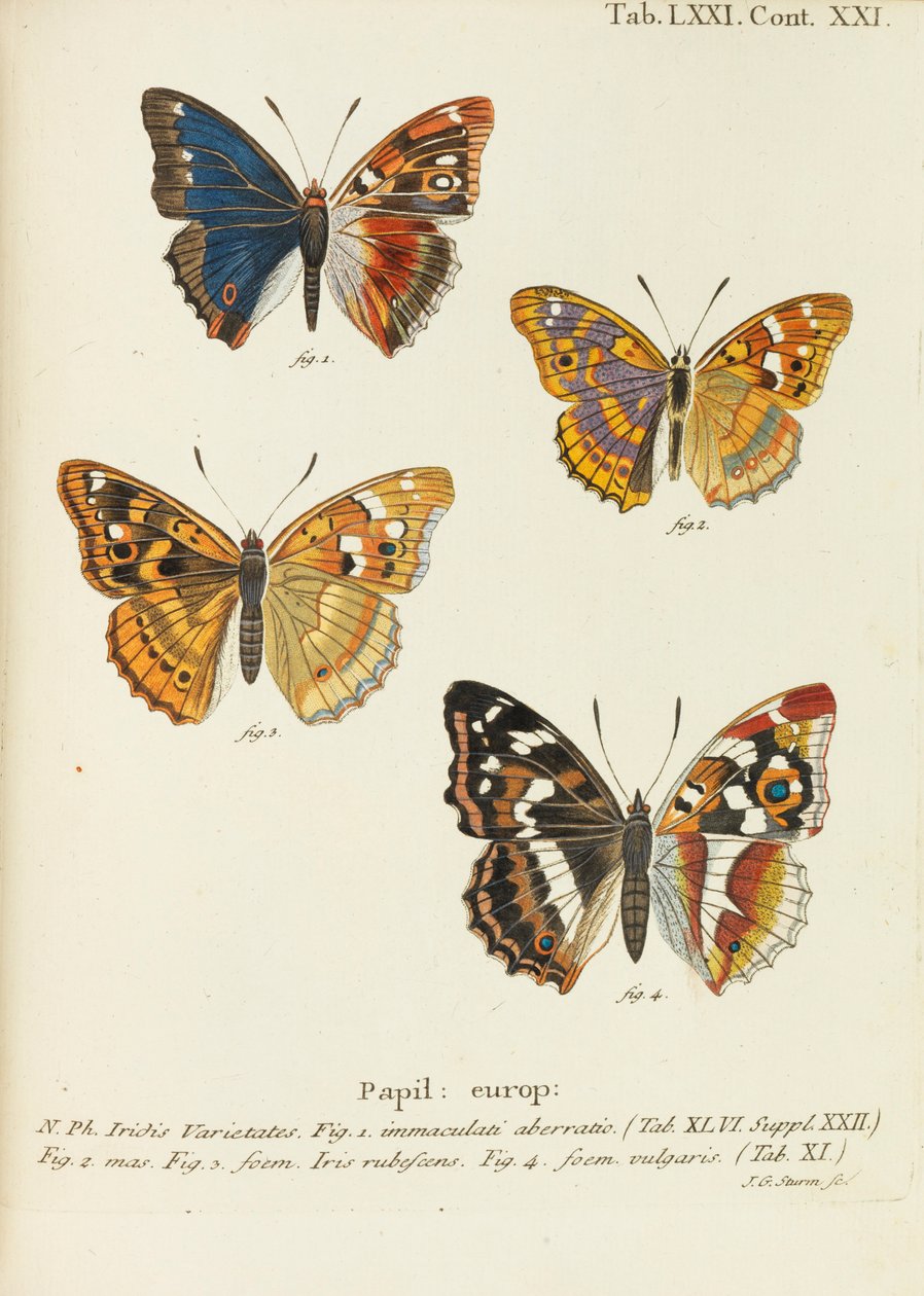 Die Schmetterlinge by Eugen Johann Christoph Esper