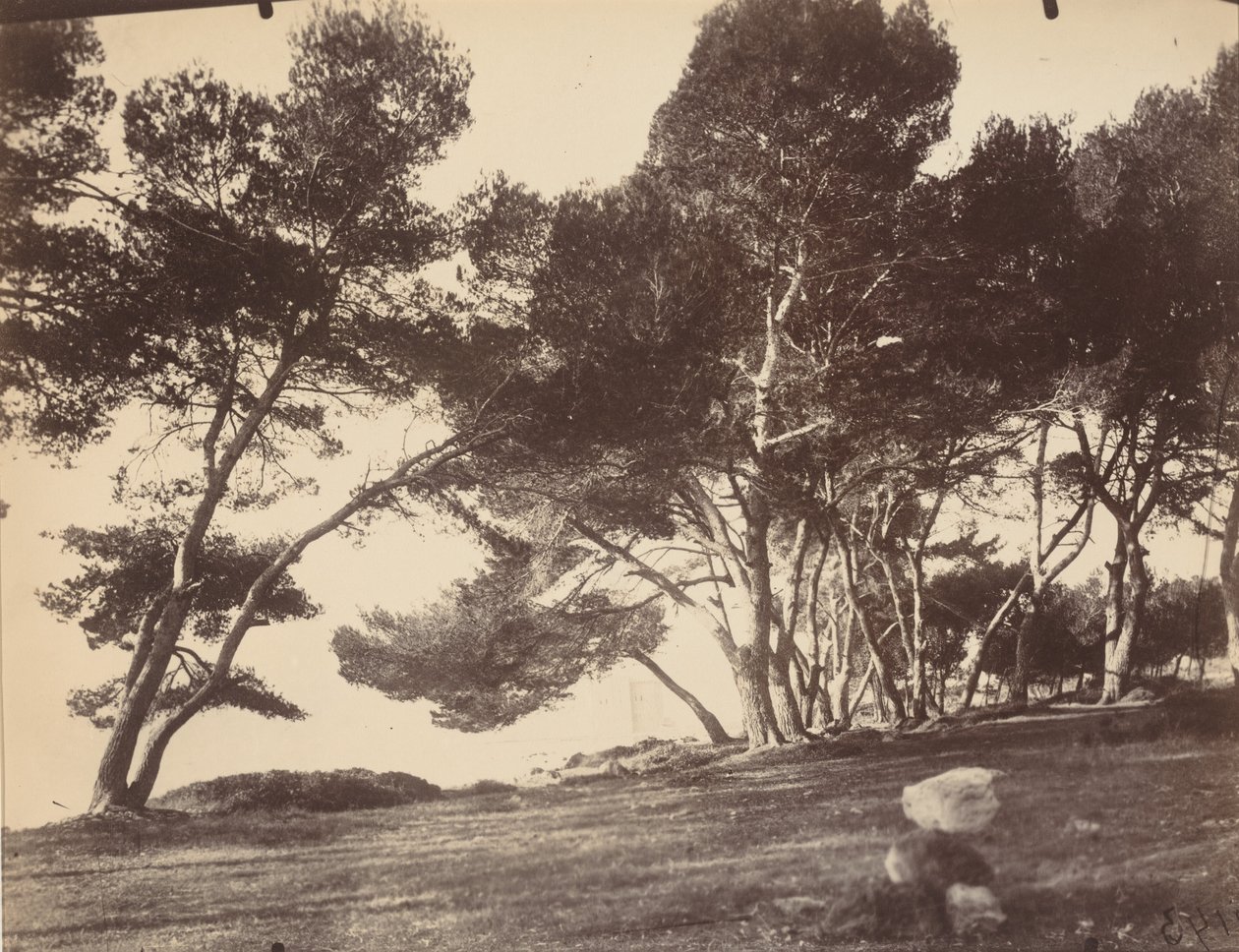 Cannes, Ile Saint Honorat, c. 1899-1927 by Eugène Atget