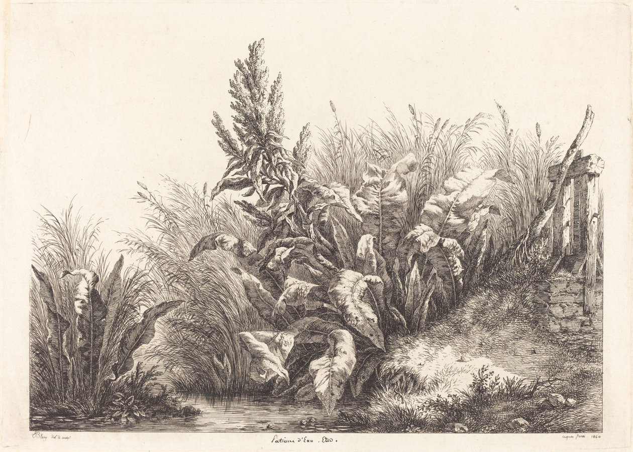 Study of a Patience-Dock by Eugene Bléry