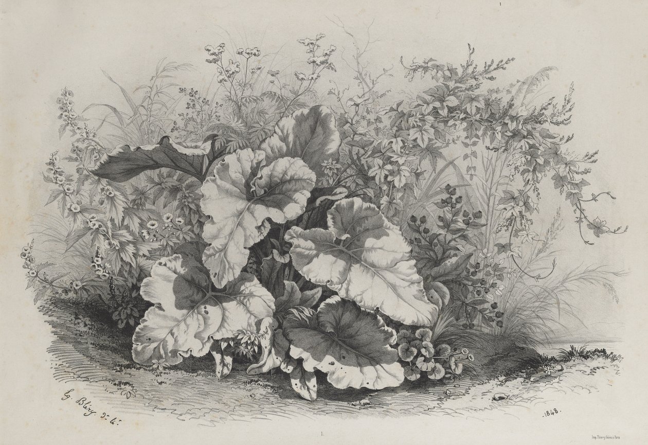Plant Study from Group of Various Plants Drawn and Lithographed after Nature by Eugene Bléry