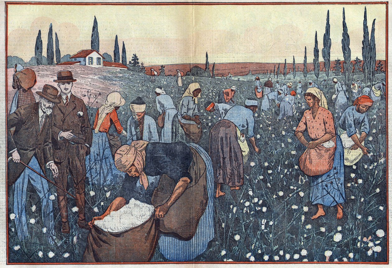 The cotton crop, near Orleanville, in the Chelif Valley, Algeria. Illustration of Damblans. In “Le Pelerin” of February 23 by Eugene Damblans