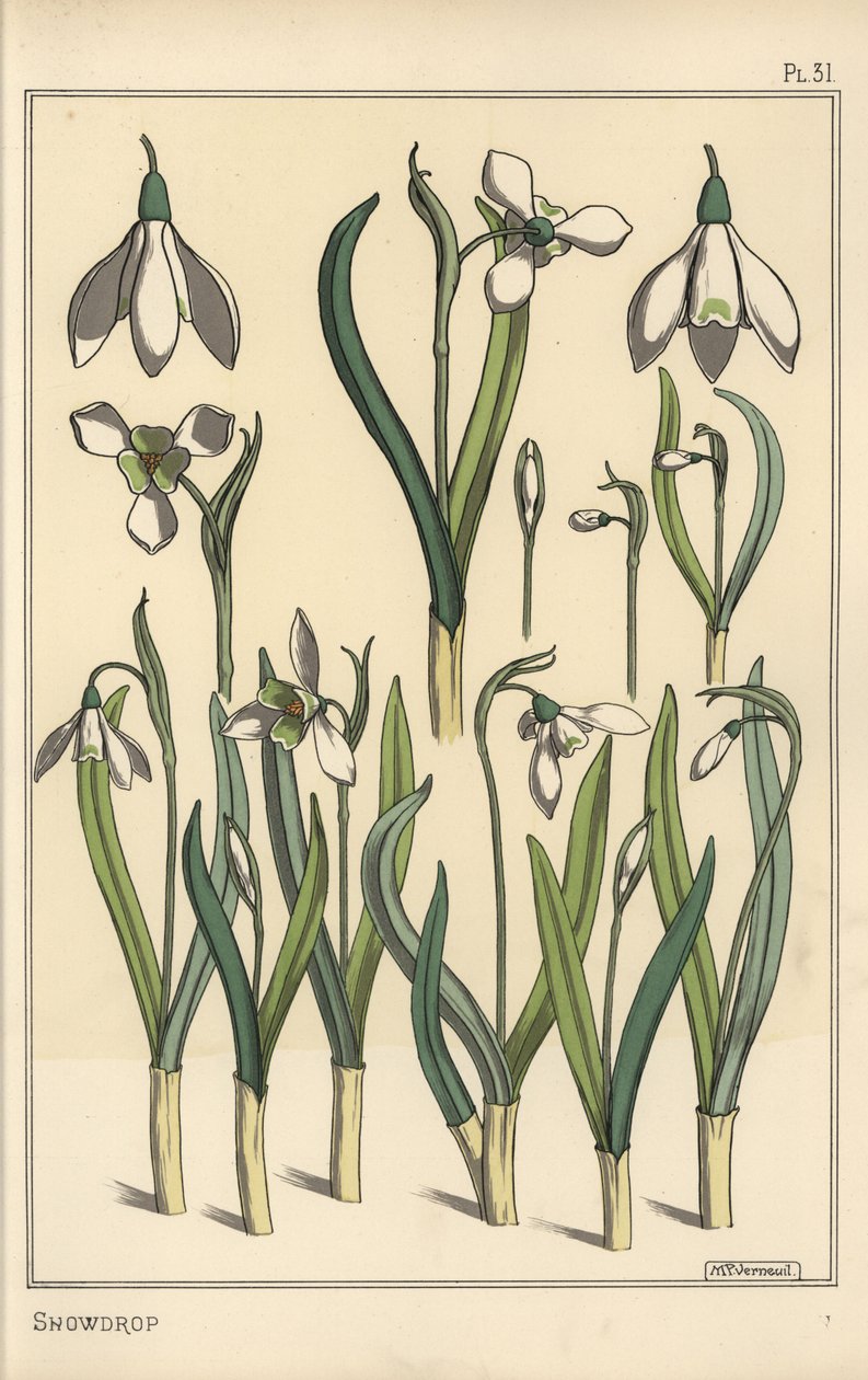 Botanical Illustration of a Snowdrop, Galanthus nivalis by Eugene Grasset