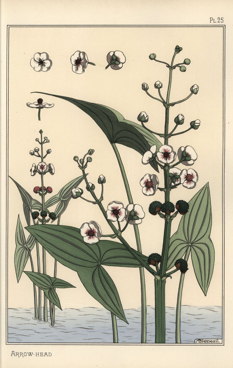 Botanical Illustration of the Arrowhead, Sagittaria Sagittifolia by Eugene Grasset