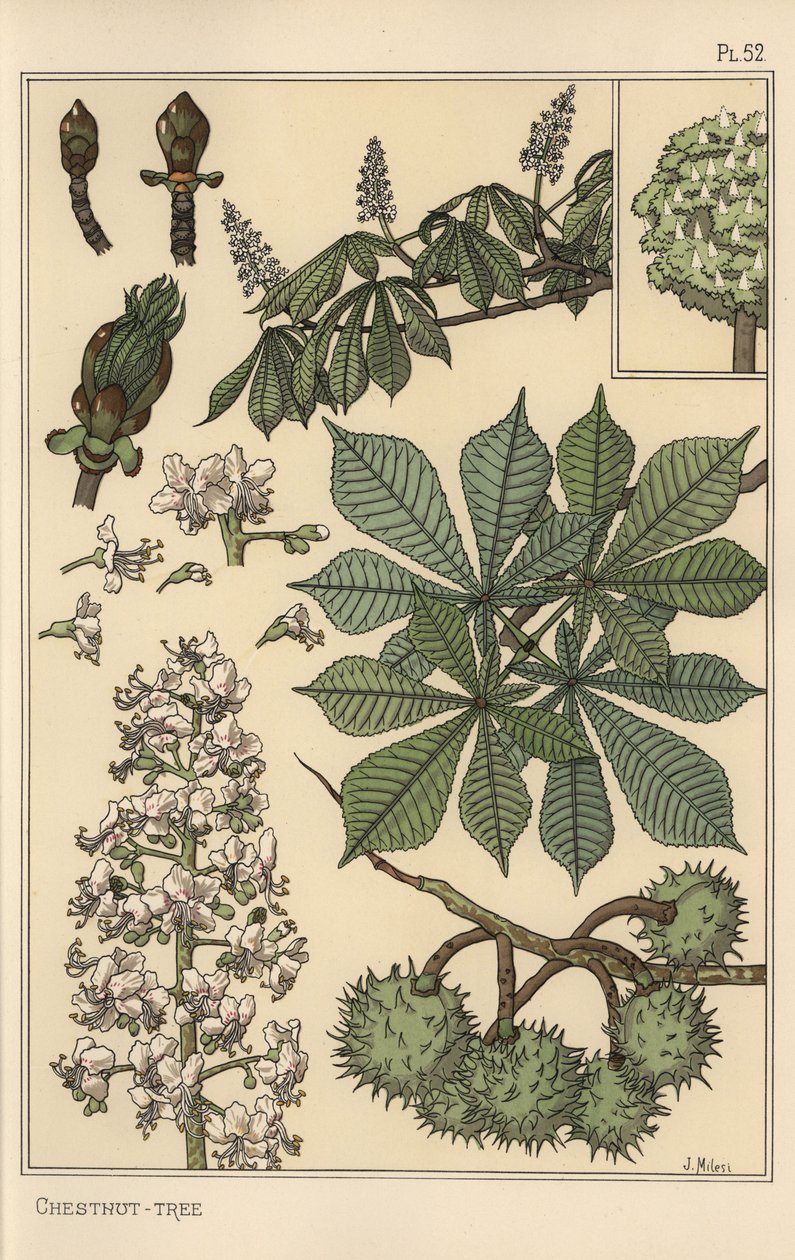 Chestnut tree botanical study by Eugene Grasset