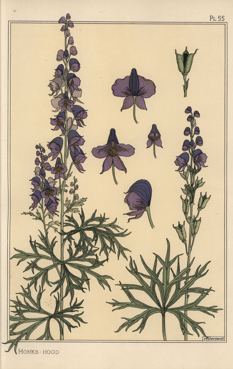 Monkshood Botanical Study by Eugene Grasset