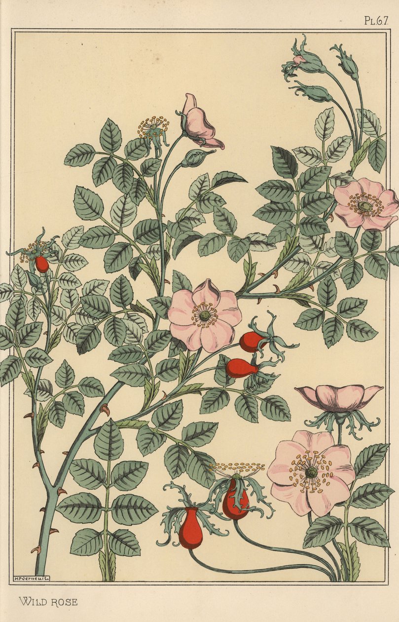 Wild rose botanical study by Eugene Grasset