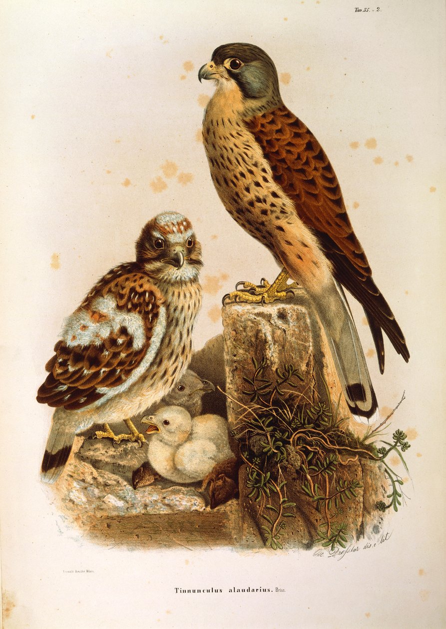 Illustration from Eugenio Bettoni