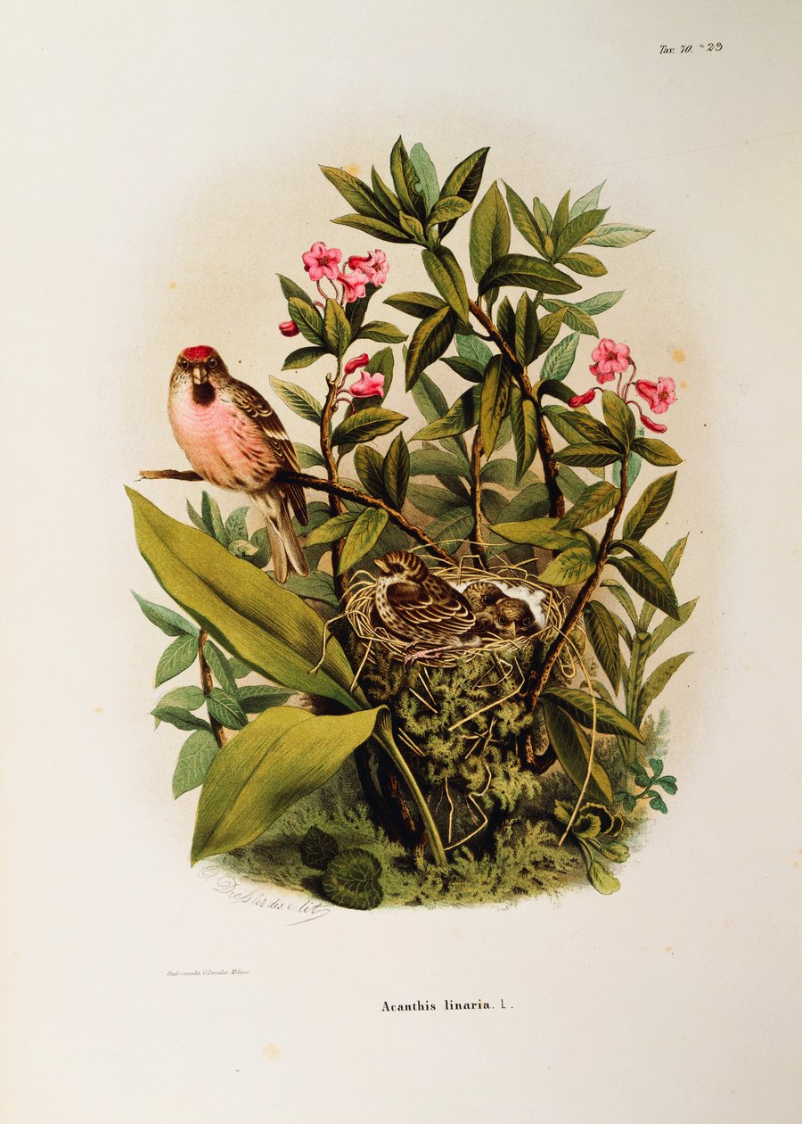 Illustration from Eugenio Bettoni