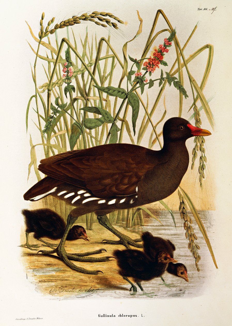 Illustration from Eugenio Bettoni