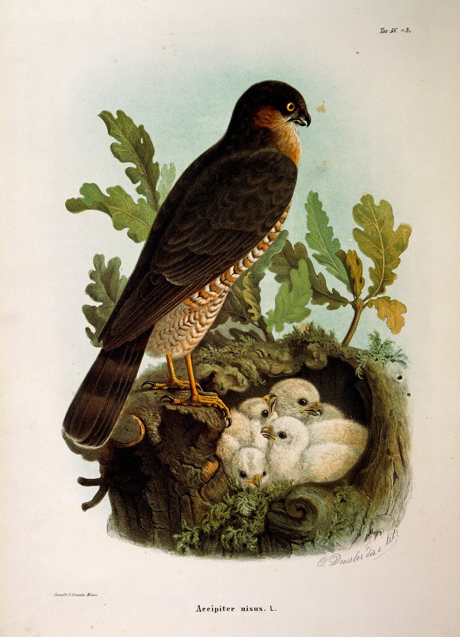 Illustration from Eugenio Bettoni