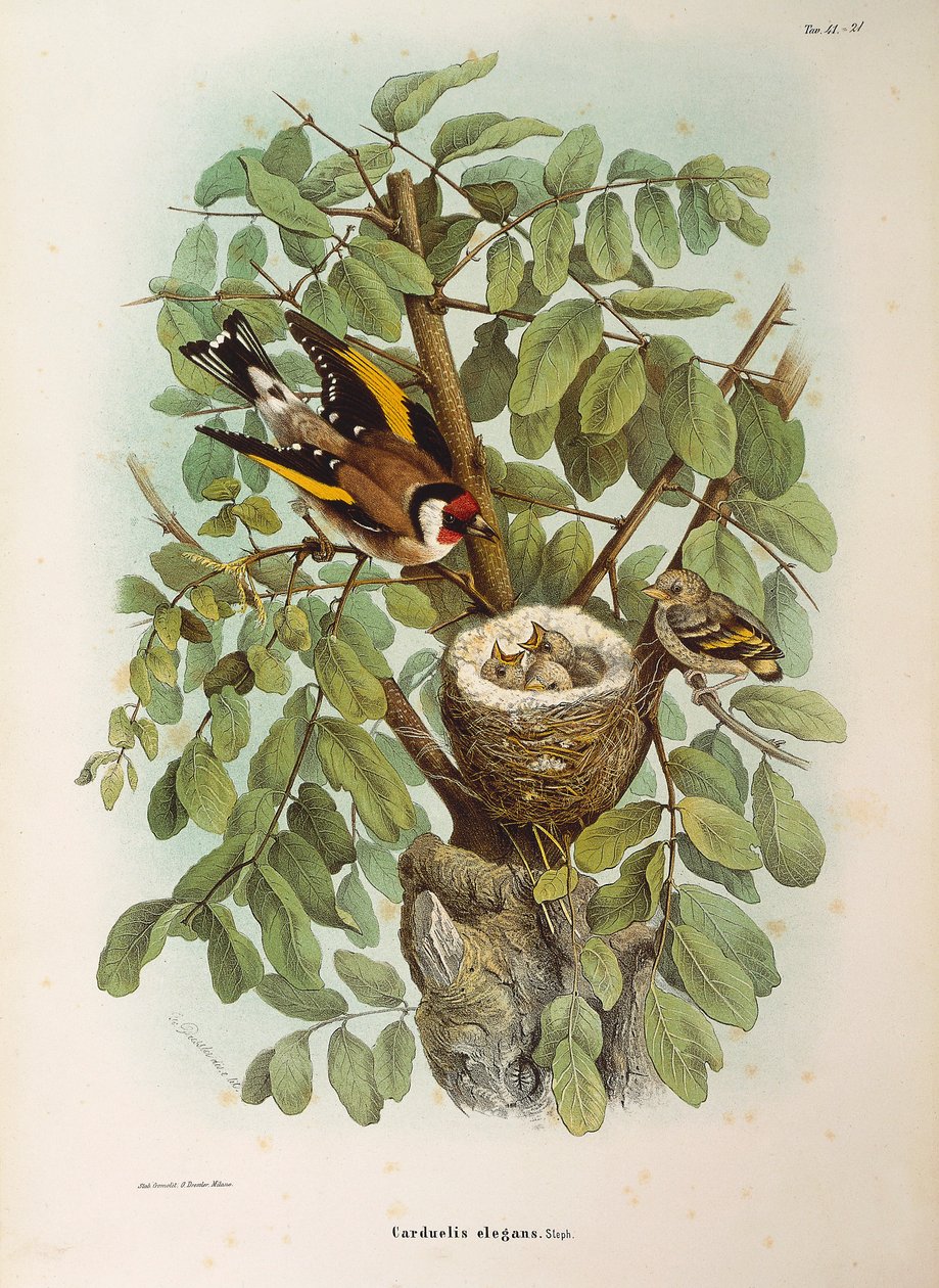 Illustration from Eugenio Bettoni