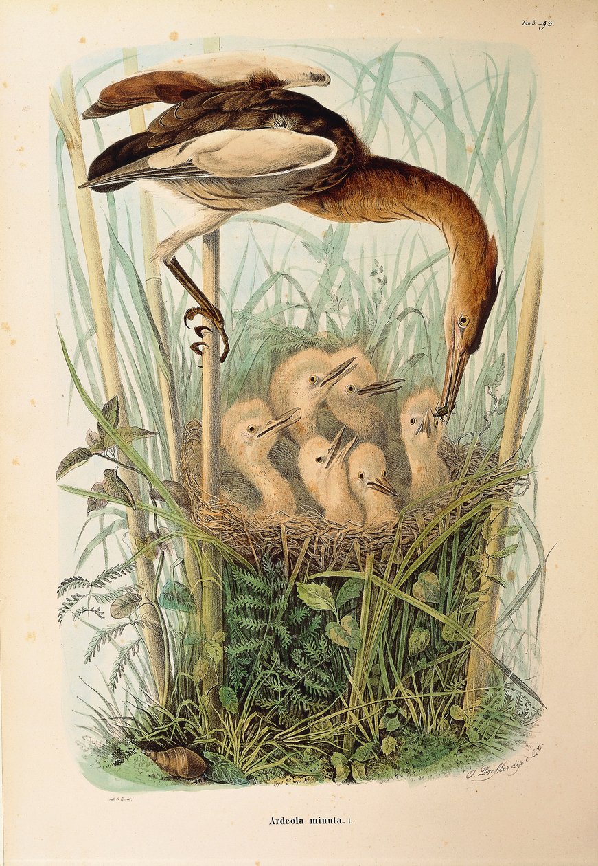 Illustration from Eugenio Bettoni