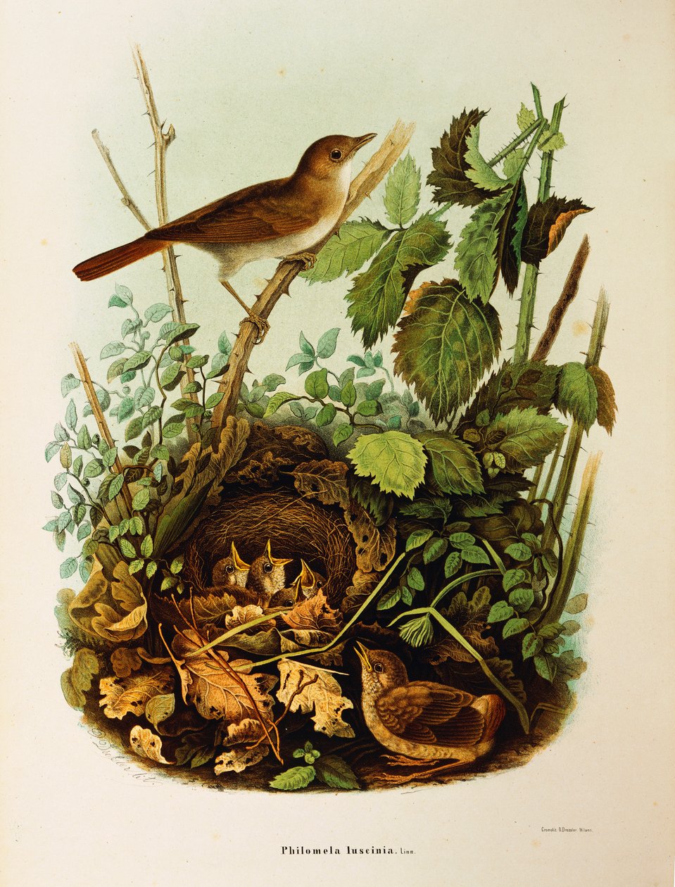 Illustration from Eugenio Bettoni