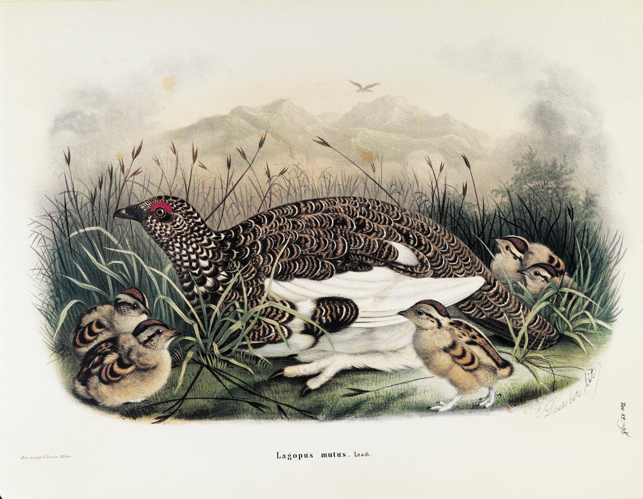 Illustration from Eugenio Bettoni