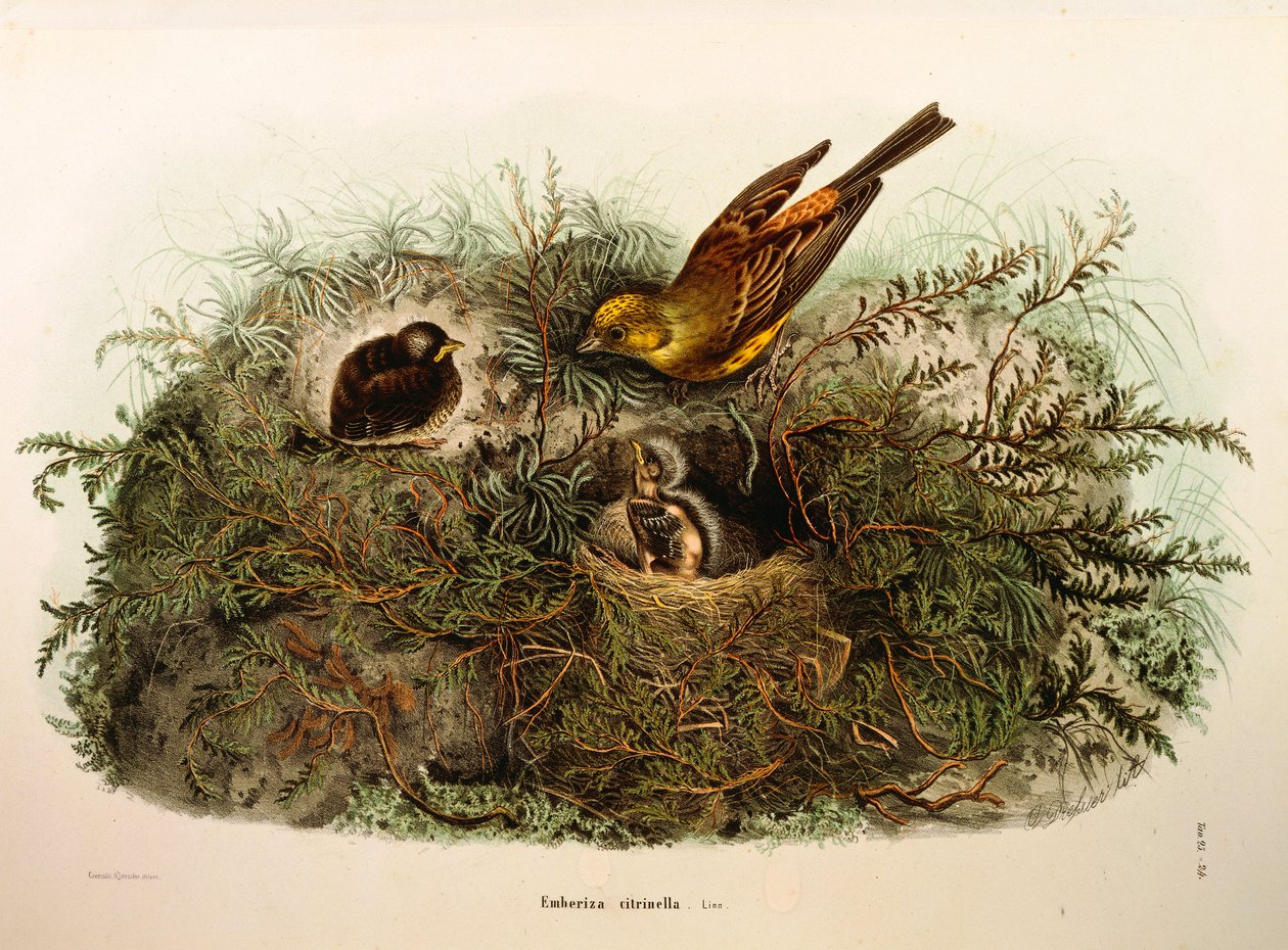 Illustration from Eugenio Bettoni