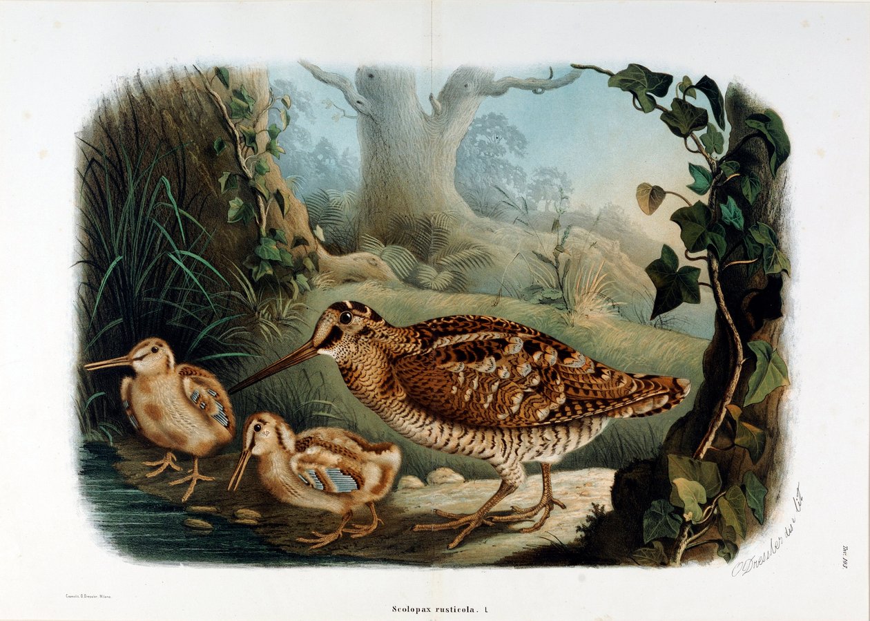 Representation of the wood beak (Scolopax rusticola or Woodcock) by Eugenio and Dressler Oscar  Bettoni