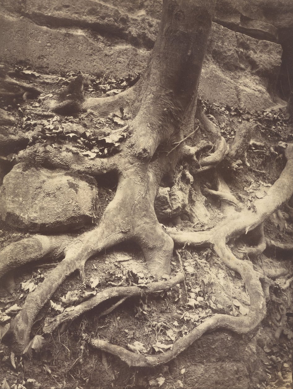 Tree Roots, Saint-Cloud by Eugène Atget