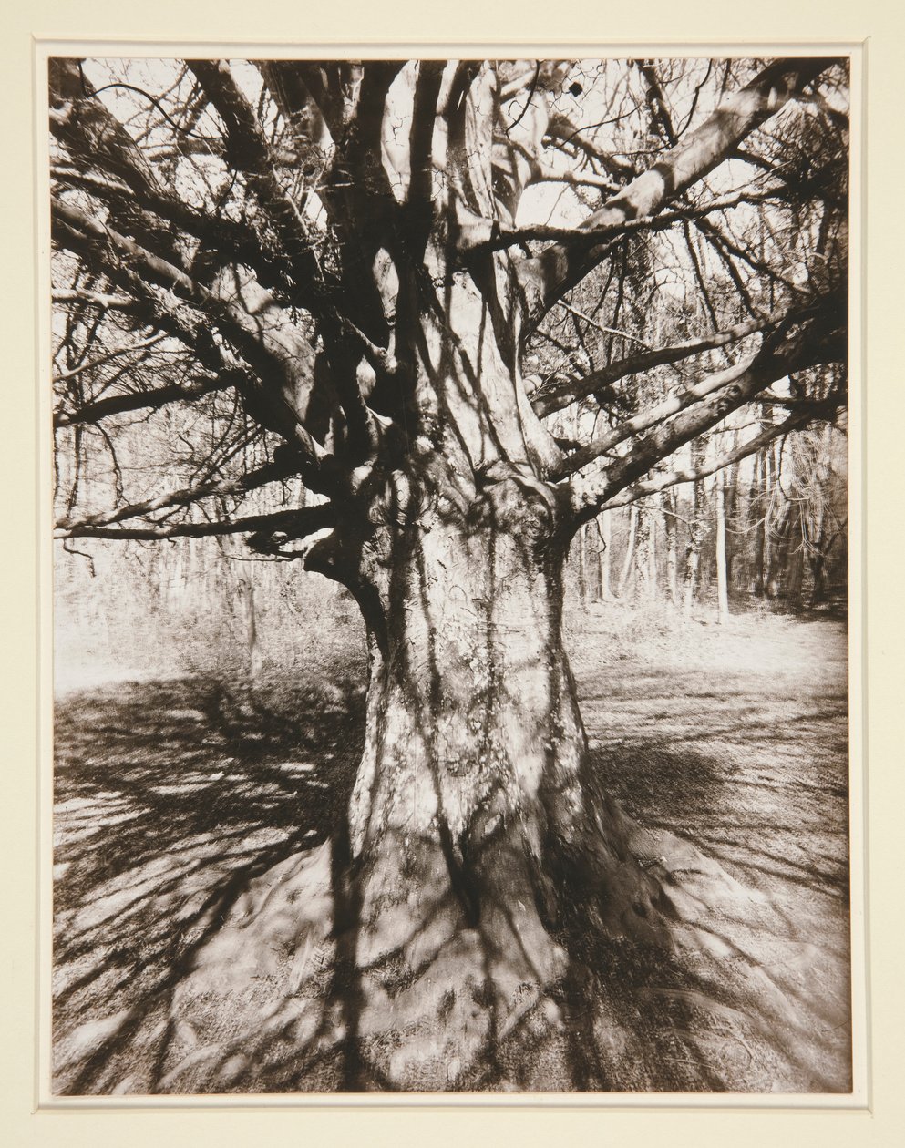 Beech Tree by Eugène Atget