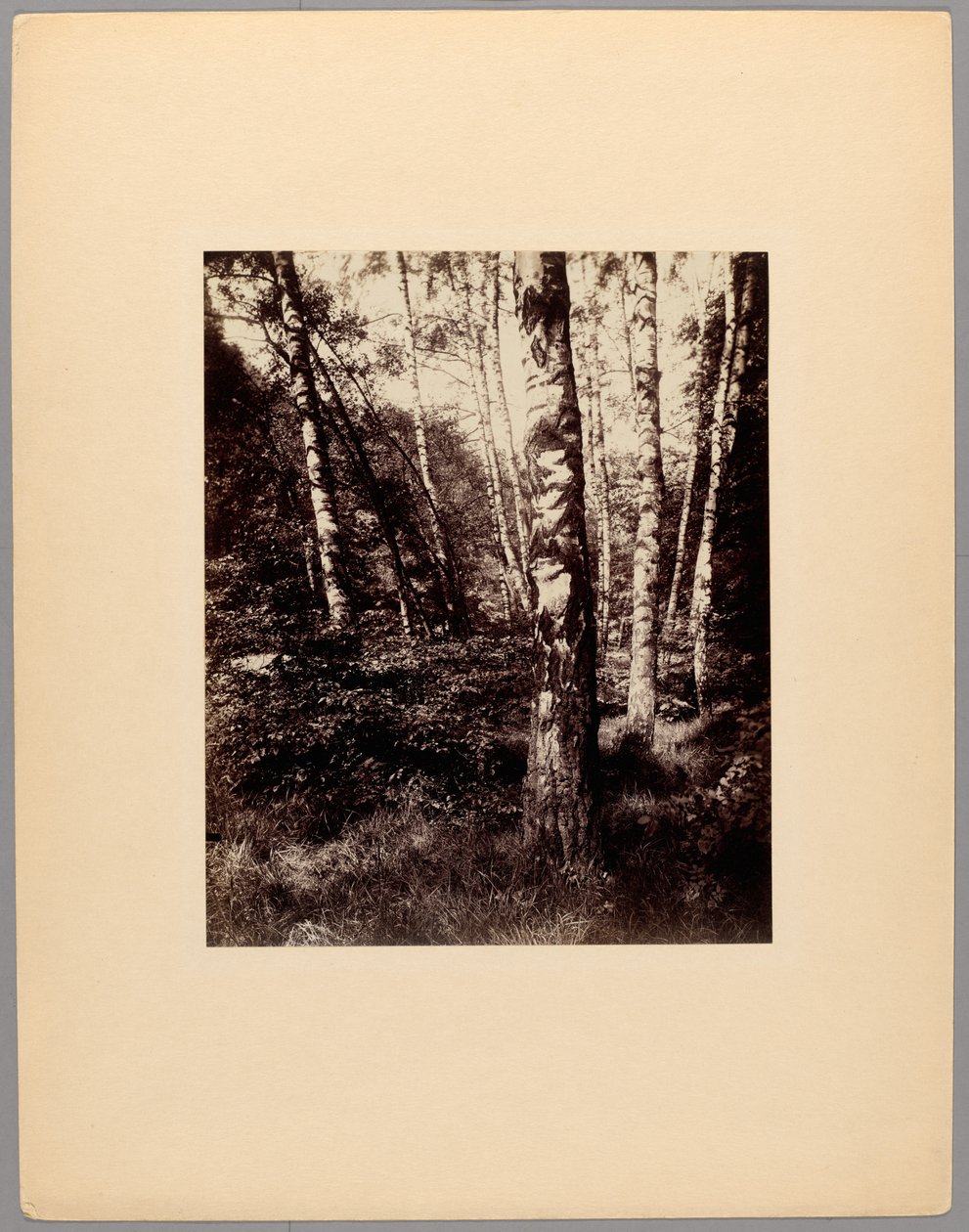 Park of Saint-Cloud by Eugène Atget