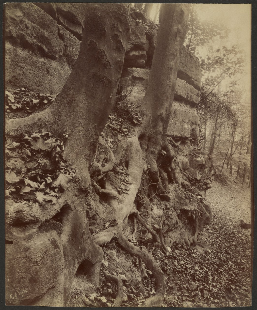 Parc de Saint-Cloud by Eugène Atget