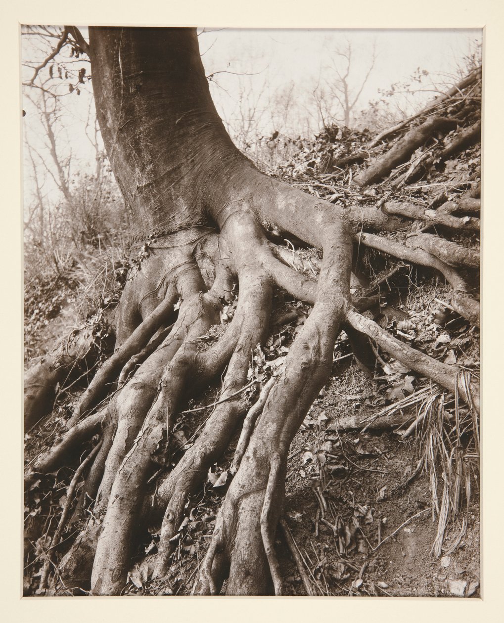 Saint-Cloud by Eugène Atget
