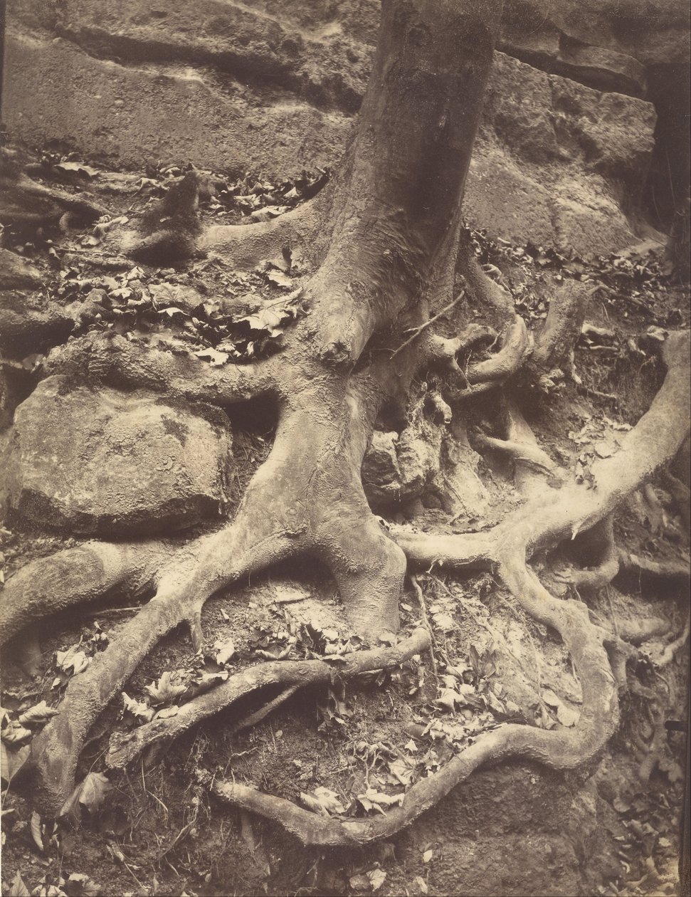 Tree Roots, Saint-Cloud by Eugène Atget