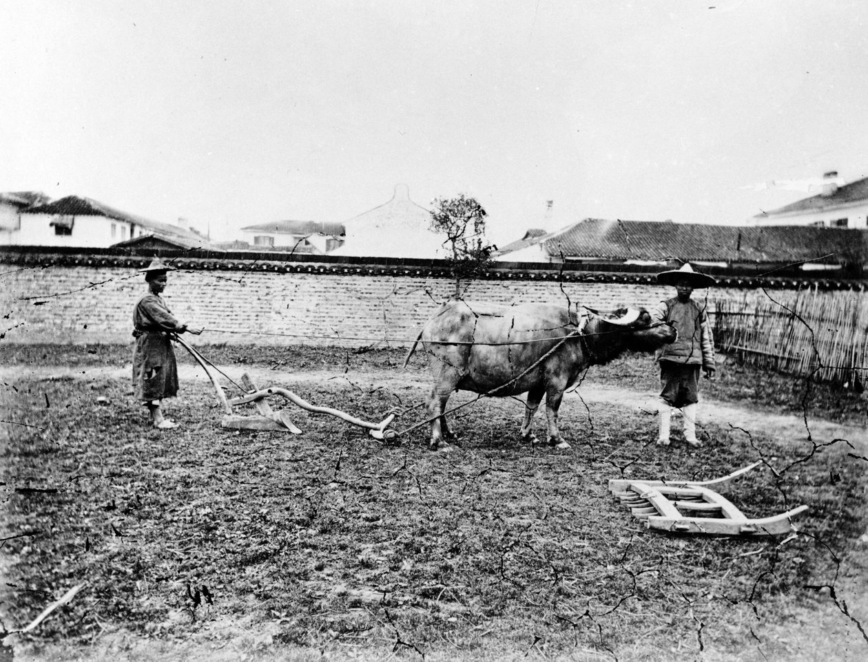 Chinese Peasants using Oxen to Plough their Field by European Photographer