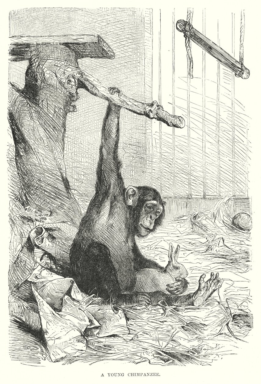 A Young Chimpanzee by European School